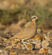 Cream-colored Courser