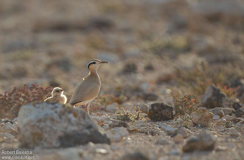 Cream-colored Courser, habitat, Reproduction-nesting