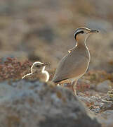 Cream-colored Courser