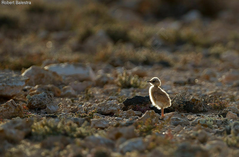 Cream-colored CourserPoussin