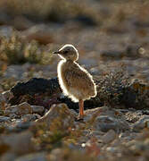 Cream-colored Courser