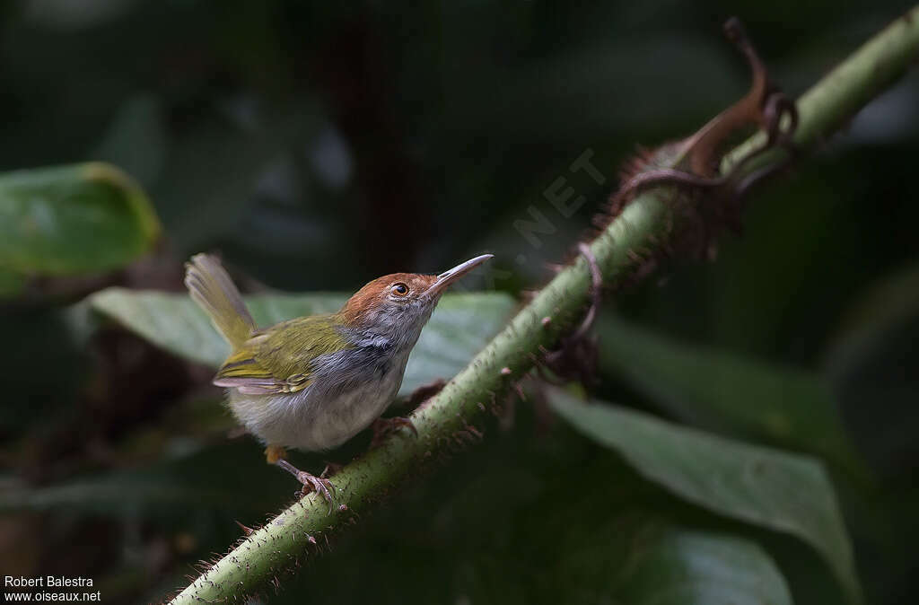 Dark-necked Tailorbird male adult post breeding, identification