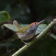 Dark-necked Tailorbird