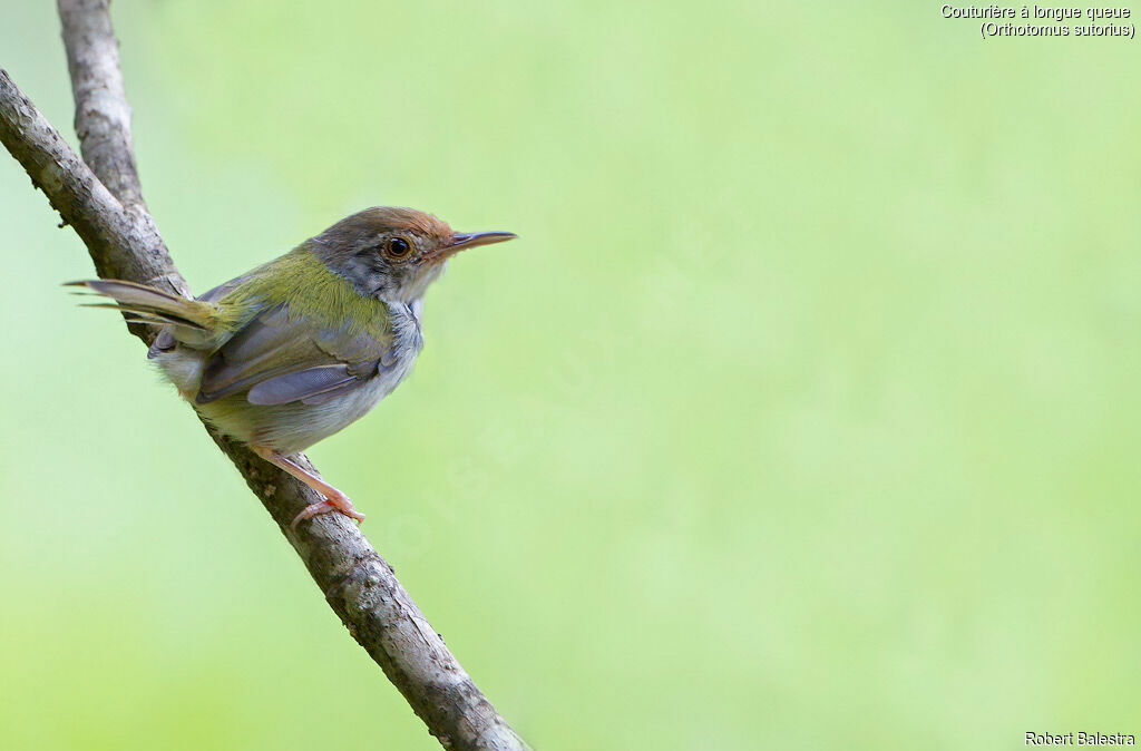 Common Tailorbird