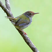 Common Tailorbird