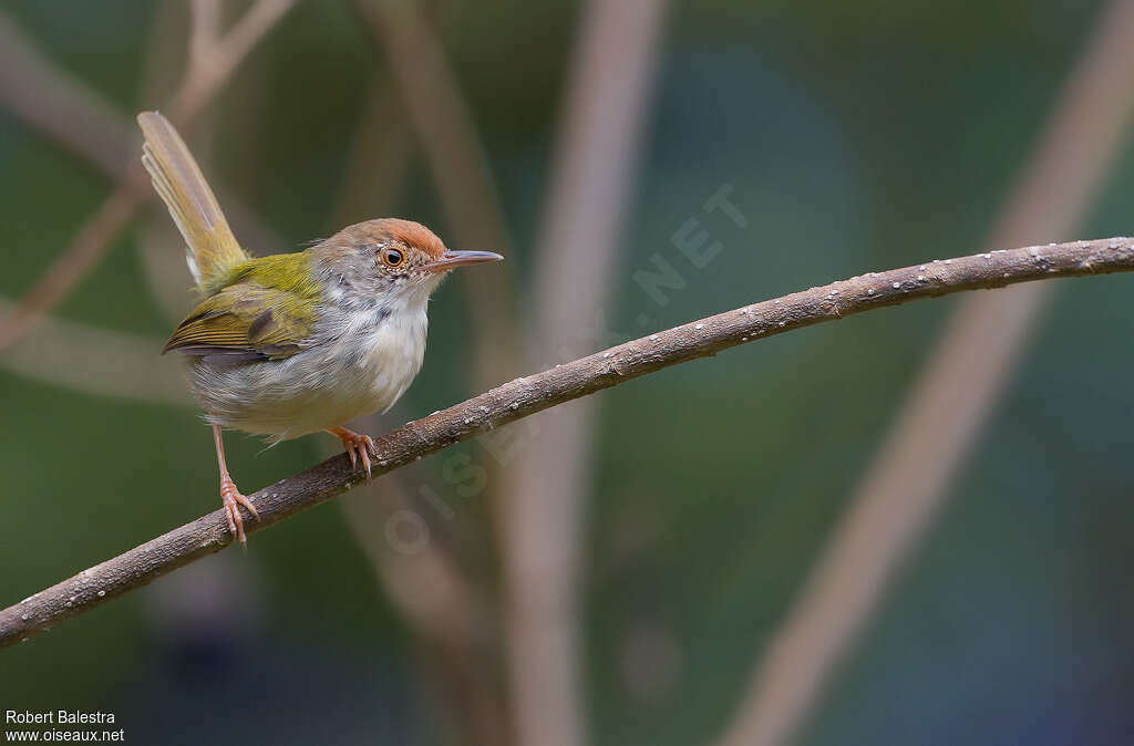 Common Tailorbird, identification