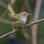 Common Tailorbird