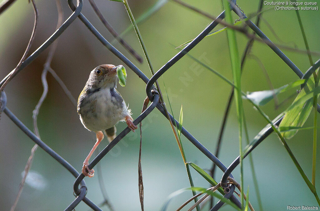 Common Tailorbird