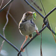 Common Tailorbird