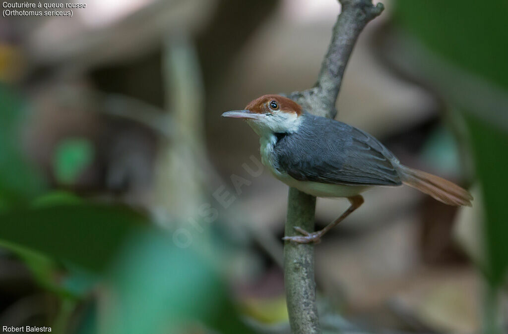 Rufous-tailed Tailorbird