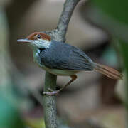 Rufous-tailed Tailorbird