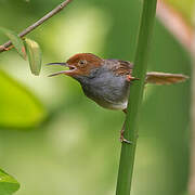 Ashy Tailorbird