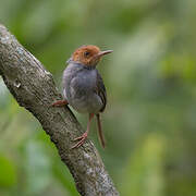 Ashy Tailorbird