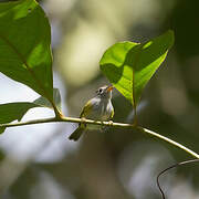 Mountain Tailorbird