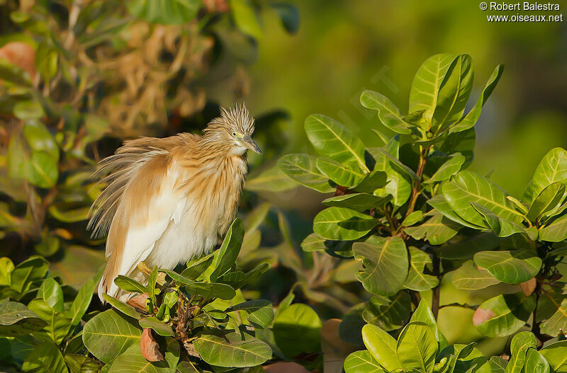 Squacco Heron