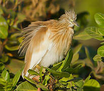 Squacco Heron