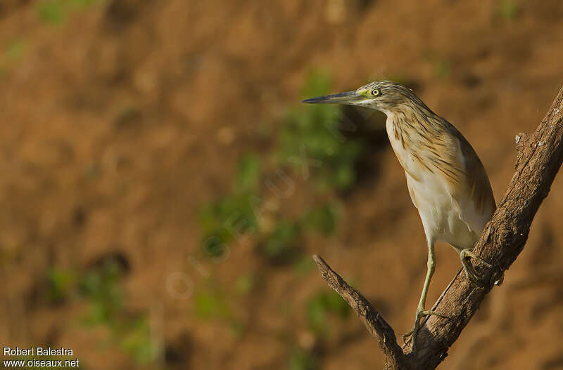 Squacco Heronadult post breeding, identification