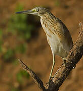 Squacco Heron