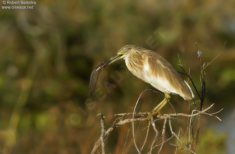 Squacco Heron