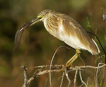 Squacco Heron