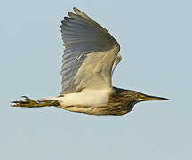 Squacco Heron