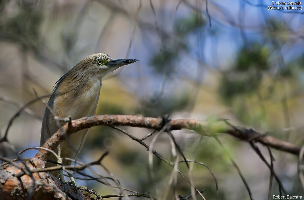 Squacco Heron