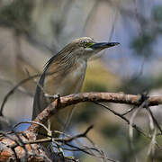 Squacco Heron