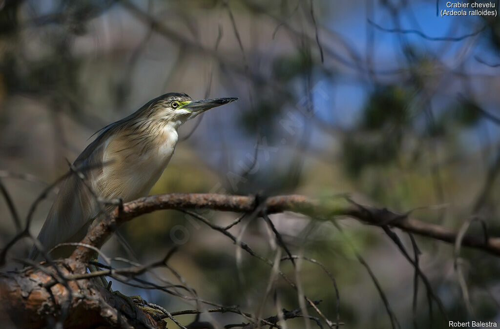 Squacco Heron