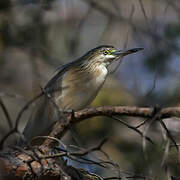 Squacco Heron