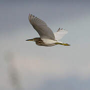 Chinese Pond Heron