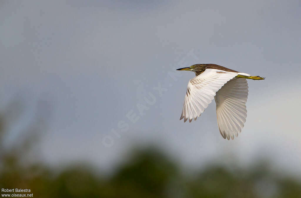 Chinese Pond HeronFirst year, pigmentation, Flight