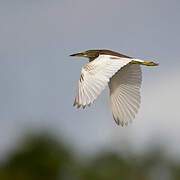 Chinese Pond Heron