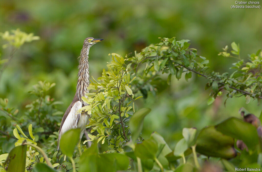 Chinese Pond Heron