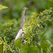 Chinese Pond Heron