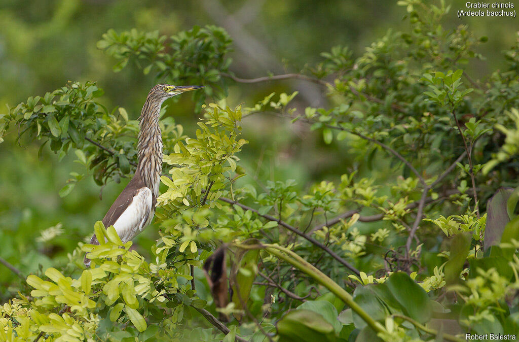 Chinese Pond Heron