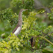 Chinese Pond Heron