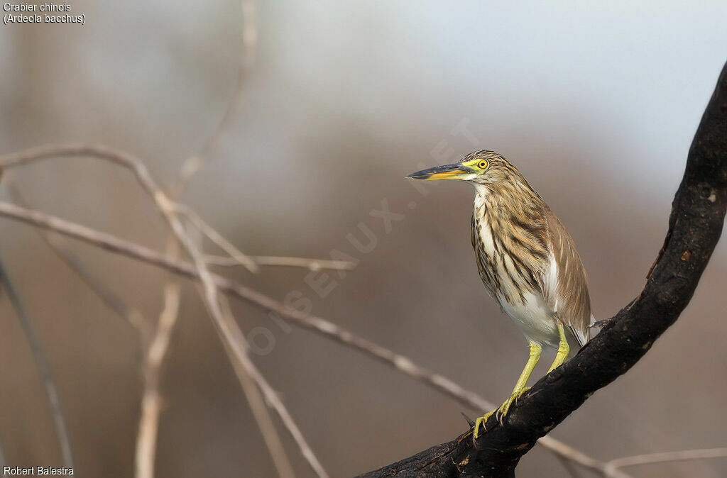 Chinese Pond Heron