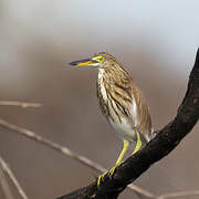 Chinese Pond Heron