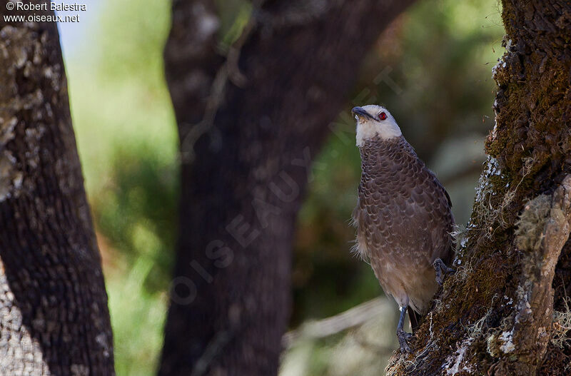 White-rumped Babbler