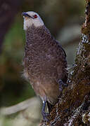 White-rumped Babbler