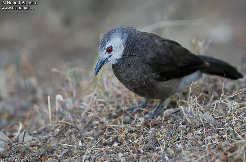 White-rumped Babbler