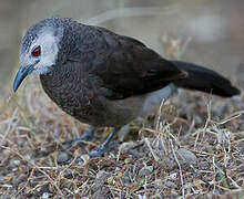 White-rumped Babbler