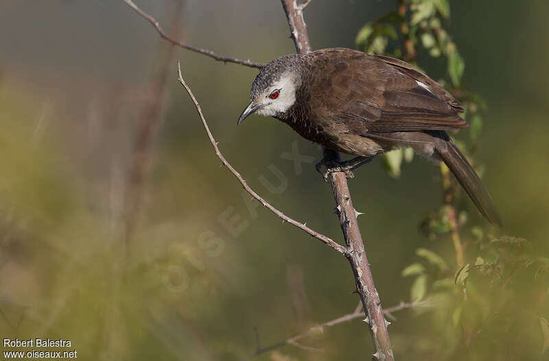 White-rumped Babbleradult