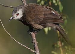 White-rumped Babbler