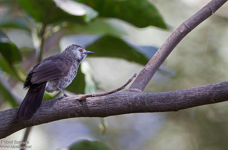 White-rumped Babbleradult