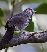 White-rumped Babbler