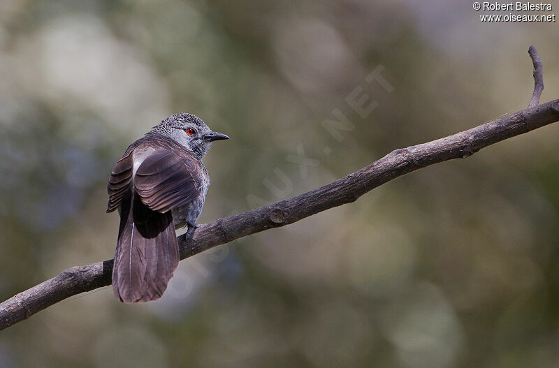 White-rumped Babbler