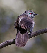 White-rumped Babbler