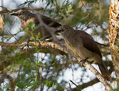 Brown Babbler