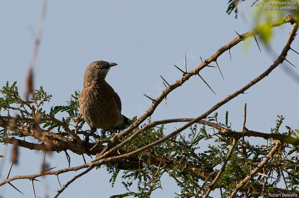 Brown Babbler